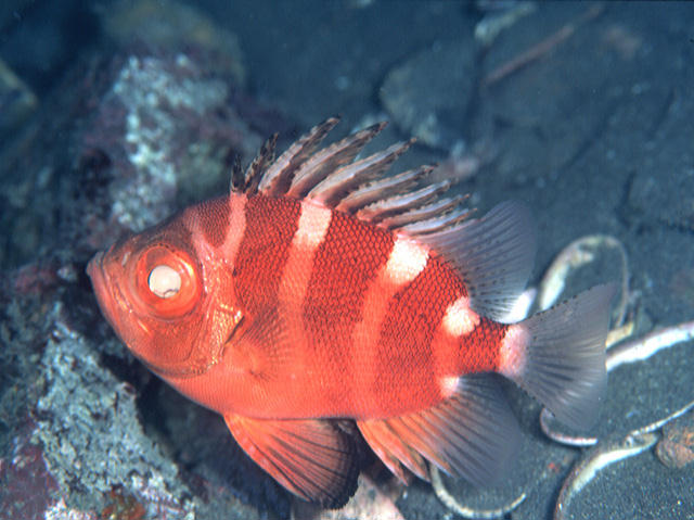 Pristigenys niphonia